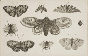 Una polilla, mariposas y abejas de Wenceslaus Hollar