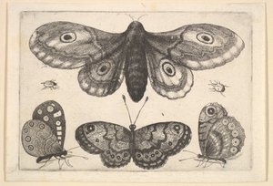 Una polilla, tres mariposas y dos escarabajos de Wenceslaus Hollar