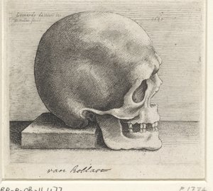 Estudio anatómico de un cráneo. de Wenceslaus Hollar