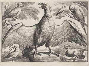Águila Aves diferentes (título de la serie) de Wenceslaus Hollar