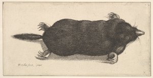 Topo Muerto