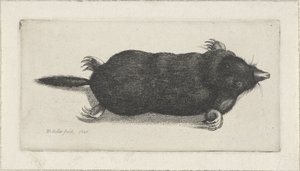 topo muerto de Wenceslaus Hollar