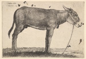 Burro de Wenceslaus Hollar