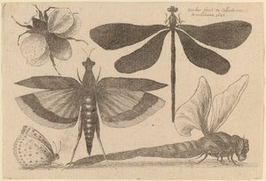 Libélulas, un abejorro y una mariposa de Wenceslaus Hollar