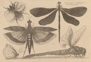 Libélulas y un abejorro de Wenceslaus Hollar