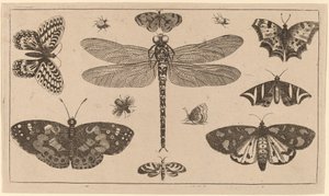 Libélula, mariquitas y mariposas