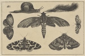Tres polillas, mariposas, escarabajo, caracol y oruga Varios insectos (título de la serie) Diversae Insectorum (título de la serie) de Wenceslaus Hollar