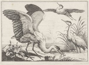 tres garzas Especies de Diversae avium (título de la serie) Aves diferentes (título de la serie) de Wenceslaus Hollar