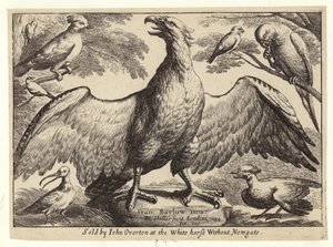 Águila y otros pájaros de Wenceslaus Hollar