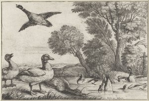 patos Especies de Diversae avium (título de la serie) Aves diferentes (título de la serie)