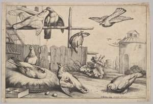 Ocho palomas de Wenceslaus Hollar