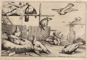 Ocho palomas de Wenceslaus Hollar