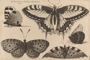 Cinco mariposas, 1646 de Wenceslaus Hollar