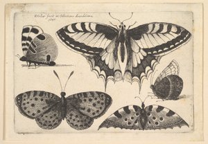 Cinco mariposas de Wenceslaus Hollar