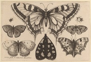 Cinco mariposas, una polilla, un escarabajo y una araña de Wenceslaus Hollar