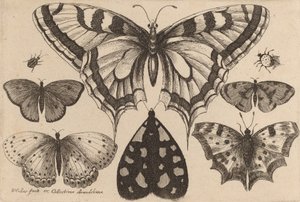 Cinco mariposas, una polilla y dos escarabajos, 1646