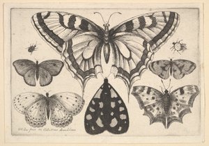 Cinco mariposas, una polilla y dos escarabajos, 1646 de Wenceslaus Hollar