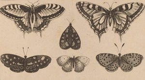 Cinco mariposas y una polilla. de Wenceslaus Hollar