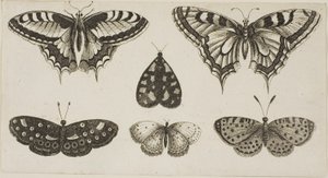 Cinco mariposas y una polilla