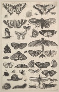 Cuarenta y un Insectos, incluyendo polillas y mariposas de Wenceslaus Hollar