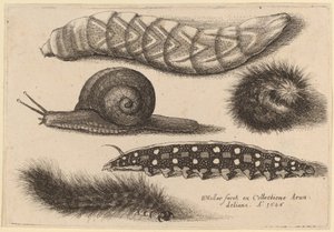 Cuatro orugas y un caracol de Wenceslaus Hollar