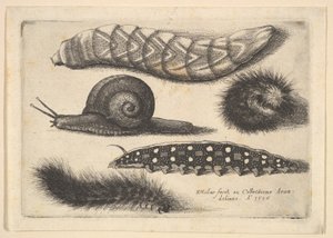 Cuatro orugas y un caracol, 1646 de Wenceslaus Hollar