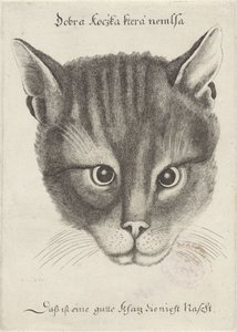 cabeza de un gato de Wenceslaus Hollar