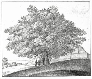 Árbol Hueco en Hampstead, 1663 de Wenceslaus Hollar