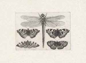 Libélula y cuatro mariposas de Wenceslaus Hollar