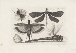 Libélulas, mariposas y un abejorro Insectos (título de la serie) Muscarum Scarabeorum (título de la serie) de Wenceslaus Hollar