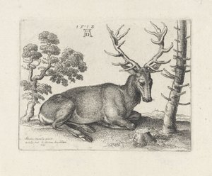 Ciervo reclinado, a la derecha de Wenceslaus Hollar