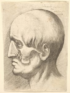 Cabeza masculina de perfil a la izquierda con músculos expuestos, 1660 de Wenceslaus Hollar