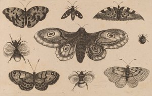Polilla, mariposas y abejas de Wenceslaus Hollar