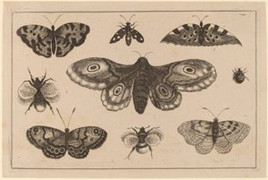 Polilla, mariposas y abejas de Wenceslaus Hollar