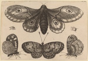 Polilla, Tres Mariposas y Dos Escarabajos de Wenceslaus Hollar