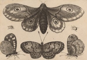 Polilla, tres mariposas y dos escarabajos, 1646 de Wenceslaus Hollar