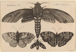 Polilla y Tres Mariposas de Wenceslaus Hollar