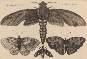 Polilla y tres mariposas, 1646 de Wenceslaus Hollar