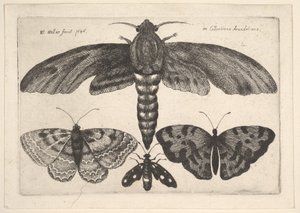 Polilla y tres mariposas, 1646 de Wenceslaus Hollar
