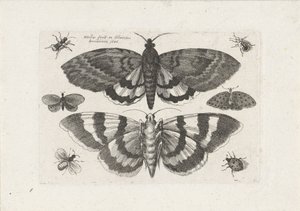 Polillas y pequeños insectos Insectos (título de la serie) Muscarum Scarabeorum (título de la serie) de Wenceslaus Hollar