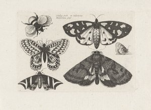 Polillas, mariposas y un abejorro
Insectos (título de la serie)
Muscarum Scarabeorum (título de la serie) de Wenceslaus Hollar