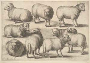 Nueve ovejas de Wenceslaus Hollar
