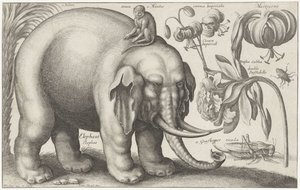 Elefante, mono, flores e insectos. Plantas y animales (título de la serie) Animalium Ferarum (título de la serie sobre el objeto)