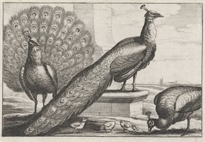 pavos reales Especies de Diversae avium (título de la serie) Aves diferentes (título de la serie) de Wenceslaus Hollar
