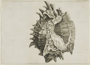 Murex de boca rosada (phyllonotus erythrostomus) de Wenceslaus Hollar
