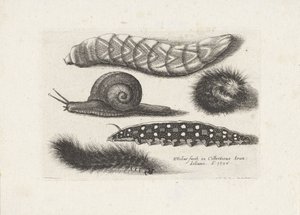 Orugas y un caracol Insectos (título de la serie) Muscarum Scarabeorum (título de la serie) de Wenceslaus Hollar