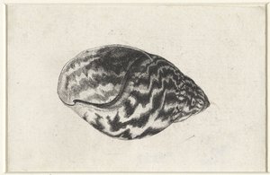 Schelp, achatina achatina
Schelpen (título de la serie) de Wenceslaus Hollar