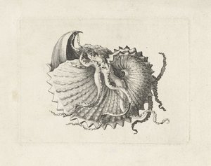 Concha, argonauta nodosa Conchas (título de la serie) de Wenceslaus Hollar
