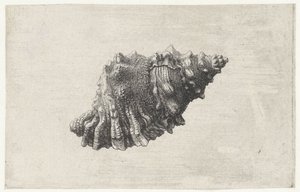 Concha, bursa rubeta Conchas (título de la serie) de Wenceslaus Hollar