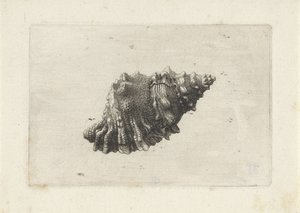 Concha, bursa rubeta Conchas (título de la serie) de Wenceslaus Hollar